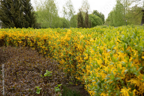 Flowering shrubs with yellow flowers in the park in spring.