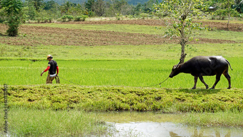 rice fields on bohol islnd at the philippines photo