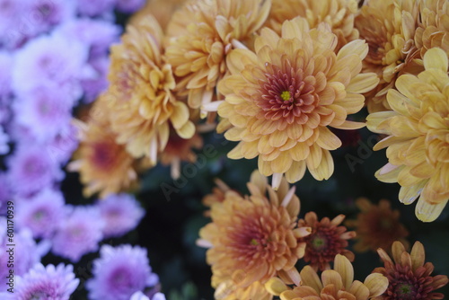 chrysanthemum in the garden
