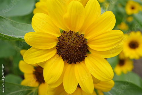 sunflower in the garden