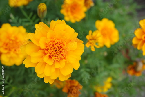 yellow flowers in the garden
