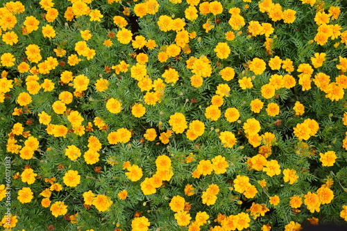 yellow flowers background