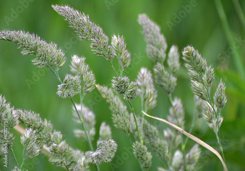 The herb Dactylis glomerata grows in nature photo