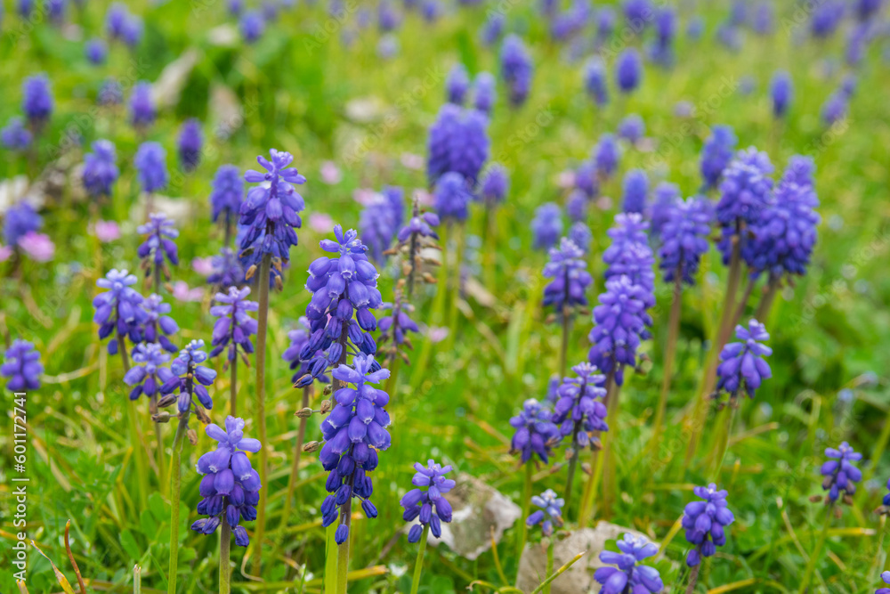 Green spring garden with much purple flowers and green grass. Lavender. Green spring garden with much purple flowers and green grass. Lavender.