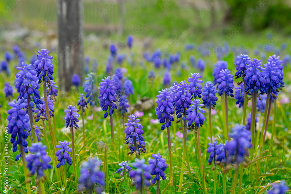 Green spring garden with much purple flowers and green grass. Lavender. Green spring garden with much purple flowers and green grass. Lavender.
