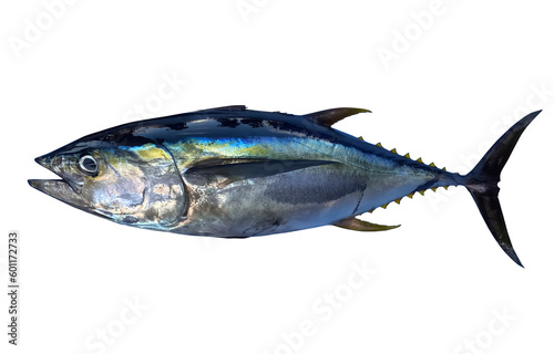 Yellowfin Tuna on White Background
