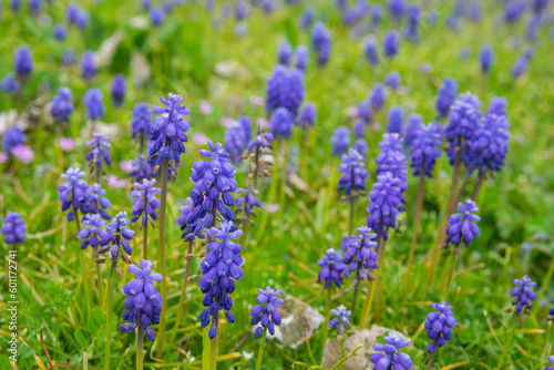 Green spring garden with much purple flowers and green grass. Lavender.