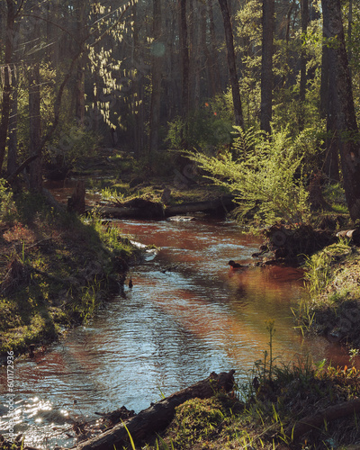 Stream in the Forest