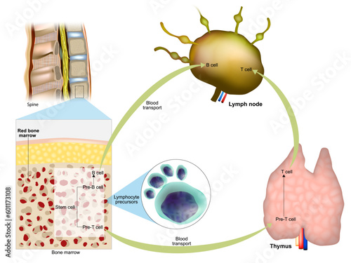 Immune response. Red bone marrow, Thymus and Lymph node. Production of lymphocytes. Maturation of T lymphocytes or B lymphocytes.