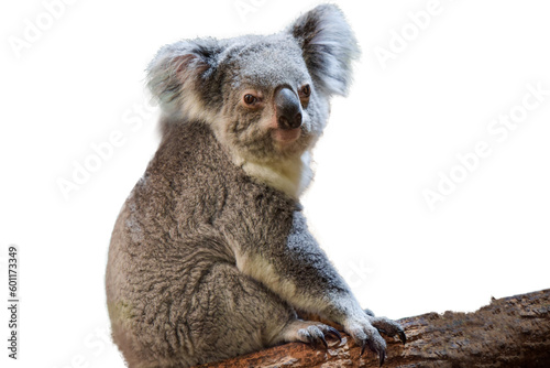 Wallpaper Mural photography of a beautiful koala cropped Torontodigital.ca