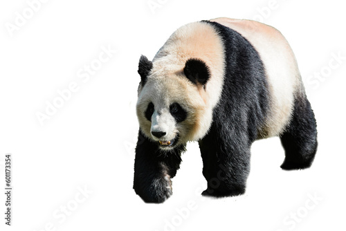 Wallpaper Mural view on a beautiful panda Torontodigital.ca