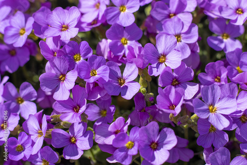 Blaukissen  Aubrieta 