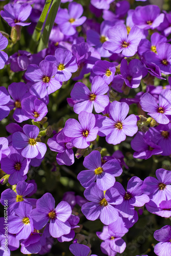 Blaukissen (Aubrieta)