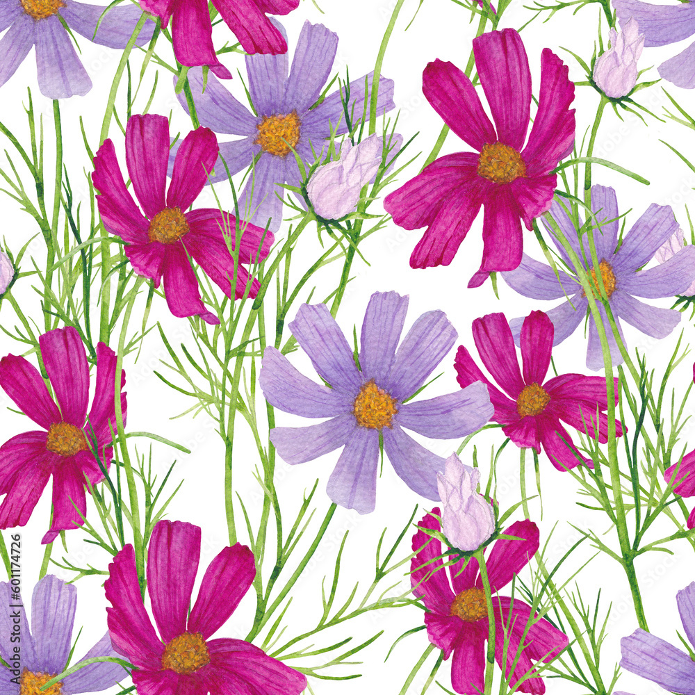 Summer floral seamless pattern. Watercolor flowers of cosmea on a white background.