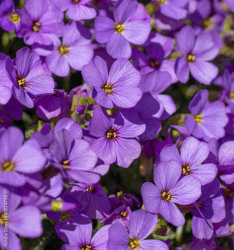 Blaukissen (Aubrieta) photo