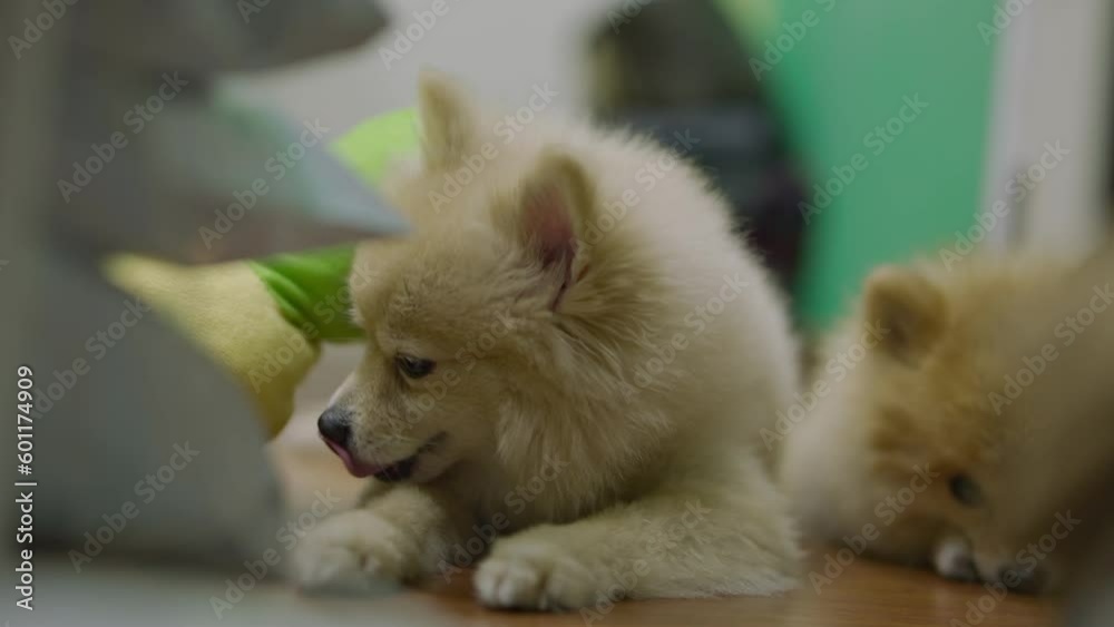 4k video, Pomeranian breed lick his nose. dog is down laying. cute dog licking nose, waiting for food. Puppy small pet amusingly peeks out from under soft cushion of dog bed. 4k video, Pomeranian breed lick his nose. dog is down laying. cute dog licking nose, waiting for food. Puppy small pet amusingly peeks out from under soft cushion of dog bed.