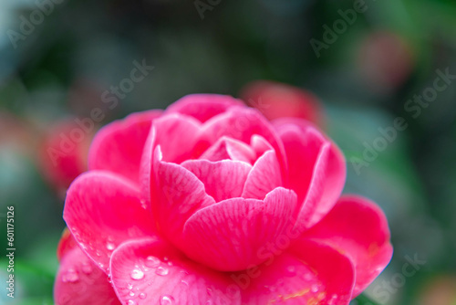 Selective focus of Camellia japonica with green leaves and water drops in the garden, Red pink japanese camellia flowers or the rose of winter with raindrops, Natural floral background.