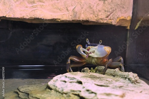 Rainbow crab Cardisoma Armatum, eating some meat food in terrarium on stone slab, eyes extended. photo
