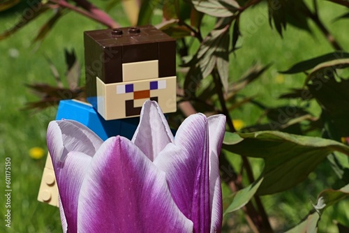 blocks Minecraft figure of Steve looking into large violet to white coloured cultivar of Didier's tulip flower, latin name Tulipa gesneriana, during late april spring season. photo