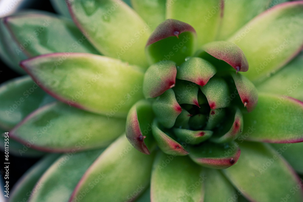 Succulent plant top view, macro photo of green Echeveria with red edges Succulent plant top view, macro photo of green Echeveria with red edges