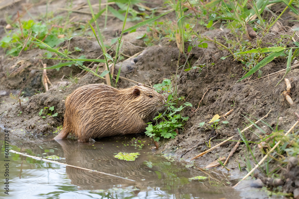 Nutria in the wild.Young nutria in the water eat grass.Nutria life in natural habitat. Nutria in the wild.Young nutria in the water eat grass.Nutria life in natural habitat.