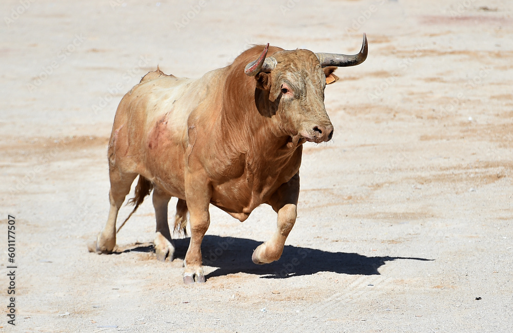 un toro español con grandes cuernos en una plaza de toros un toro español con grandes cuernos en una plaza de toros