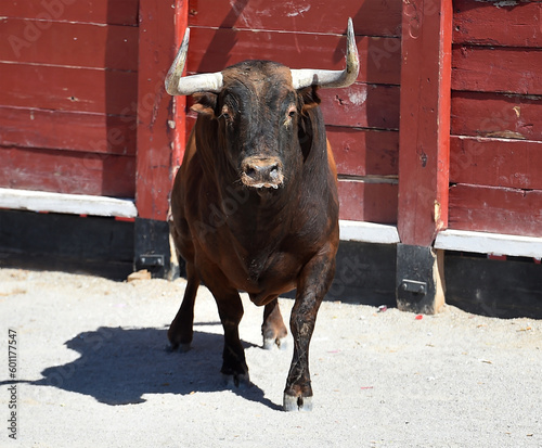 un toro español con grandes cuernos en una plaza de toros