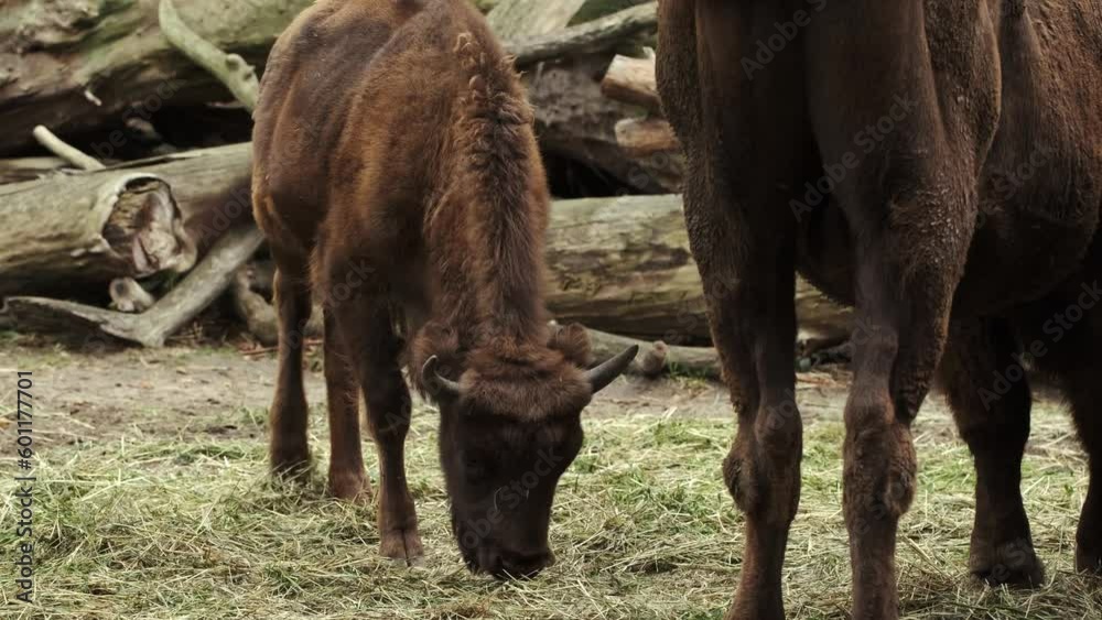 Brown scottish highland cow with big horns and long fur. Big bull on a farm Brown scottish highland cow with big horns and long fur. Big bull on a farm