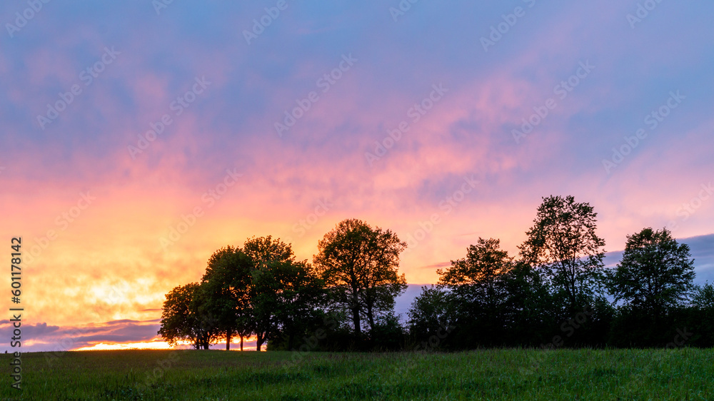 Naklejka premium Abendrot mit einer Baumreihe 
