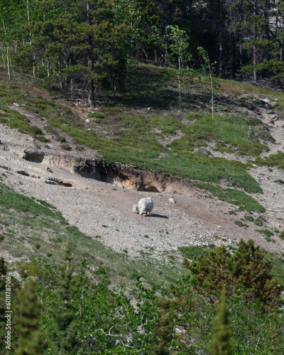 Wild mountain goats seen in northern Canada during summer with one small kid trailing behind. Taken in northern Canada from Yukon Territory.