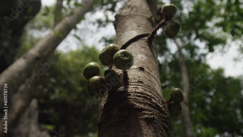 Close up of a cluster of fruit covered with ants on a fig tree in Philippines photo