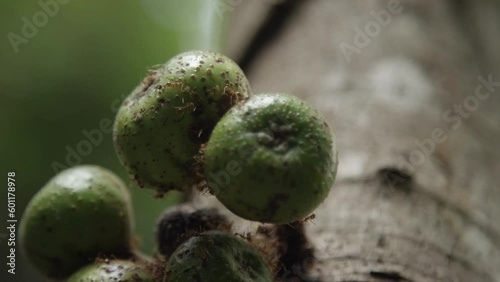 Close up of a cluster of fruit covered with ants on a fig tree in Philippines photo