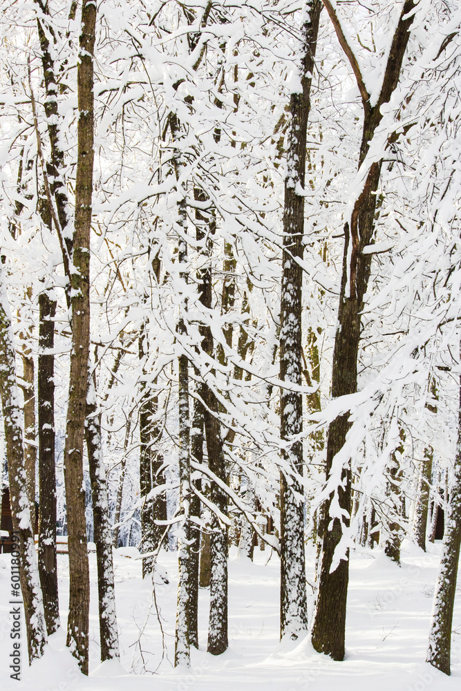 Fototapeta premium Winter wonderland scene in forest