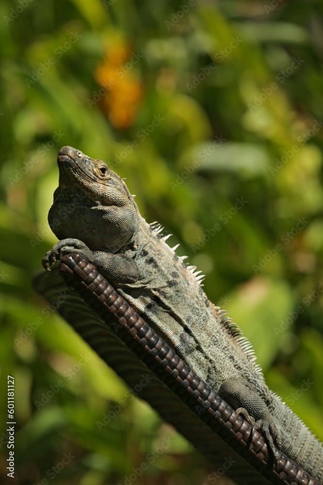 Obraz premium Iguana on Chair, Playa Flamingo, Costa Rica