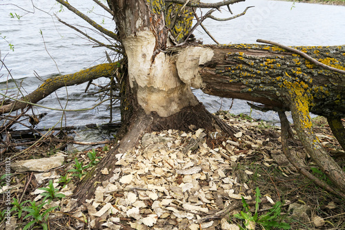 A close- up shot of the bark of a large tree trunk, gnawed by beavers in the forest. There are chips and sawdust around the tree