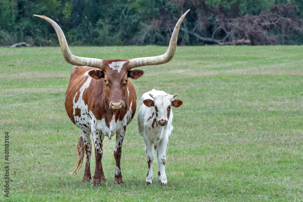 Texas Longhorn Cow Standing with Calf Texas Longhorn Cow Standing with Calf