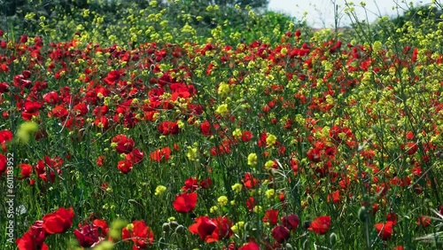 field of red and yellow tulips