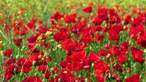 red tulips in the garden
