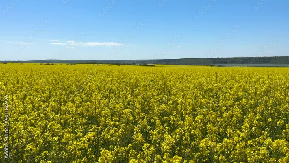 Canola Field on a Sunny Day symbolism Ukraine flag