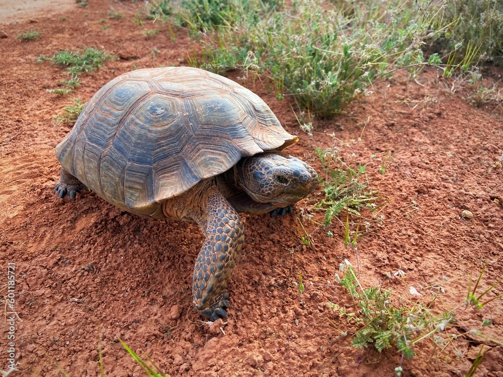 tortoise in desert tortoise in desert