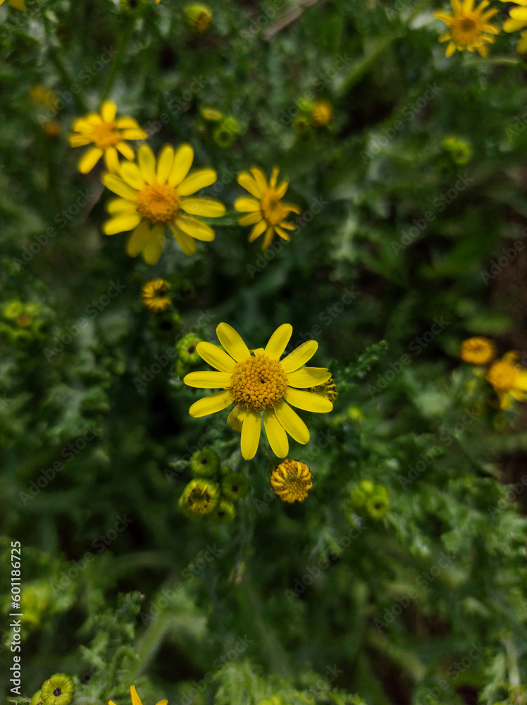 Obraz premium yellow flowers in the garden