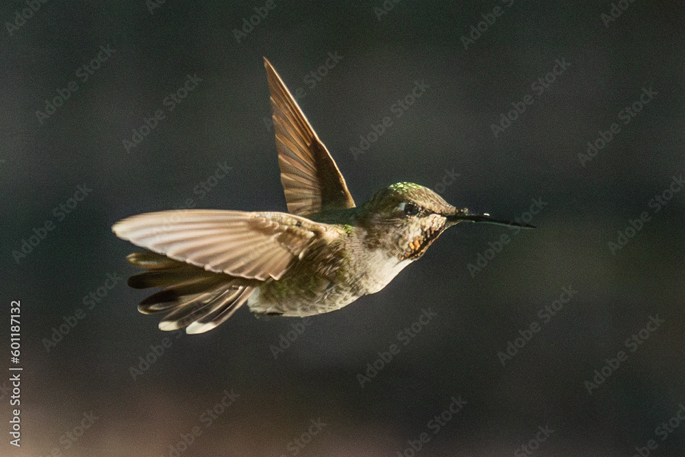 Fototapeta premium Beautiful Immature Male Anna's Hummingbird In Flight.