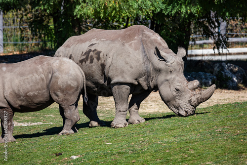 White rhinoceros. Mammal and mammals. Land world and fauna. Wildlife and zoology.