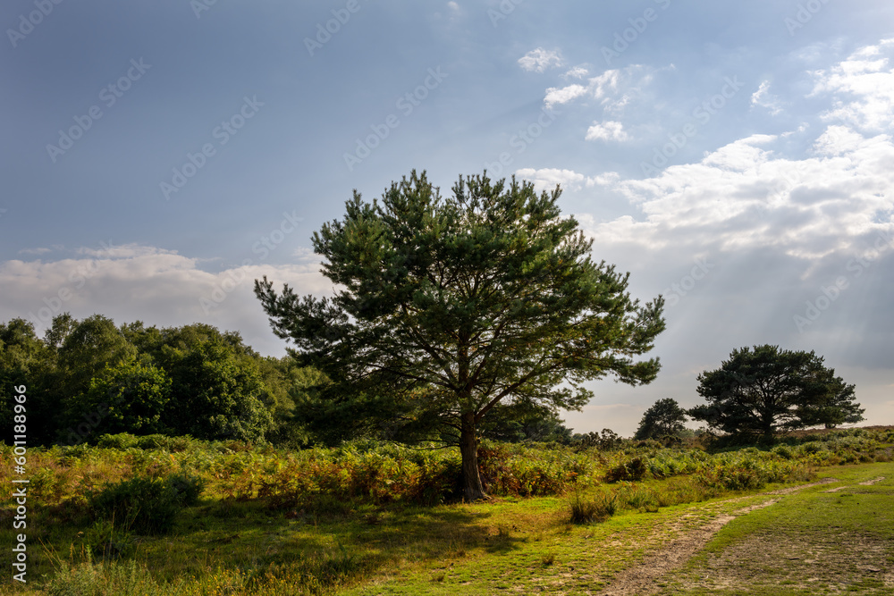 Pinus sylvestris or Scots pine tree in Ashdown forest on a nice summer afternoon, East Sussex, South East England
