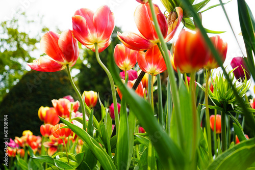 Fototapeta Naklejka Na Ścianę i Meble -  Les belles tulipes en printemps  