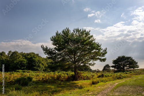 Pinus sylvestris or Scots pine tree in Ashdown forest on a nice summer afternoon, East Sussex, South East England