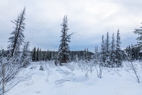 Stunning white wonderland covered boreal forest with spruce, pine trees in winter with snowy snow cover over whole landscape. Frosty trees with white, cloudy sky.  © Scalia Media