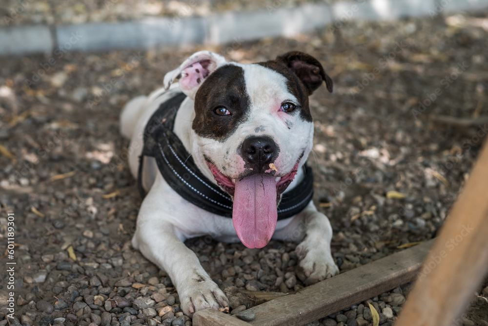 English Staffordshire bull terrier dog lying on the gravel. Warm weather and tired dog. Dangerous dog breed resting