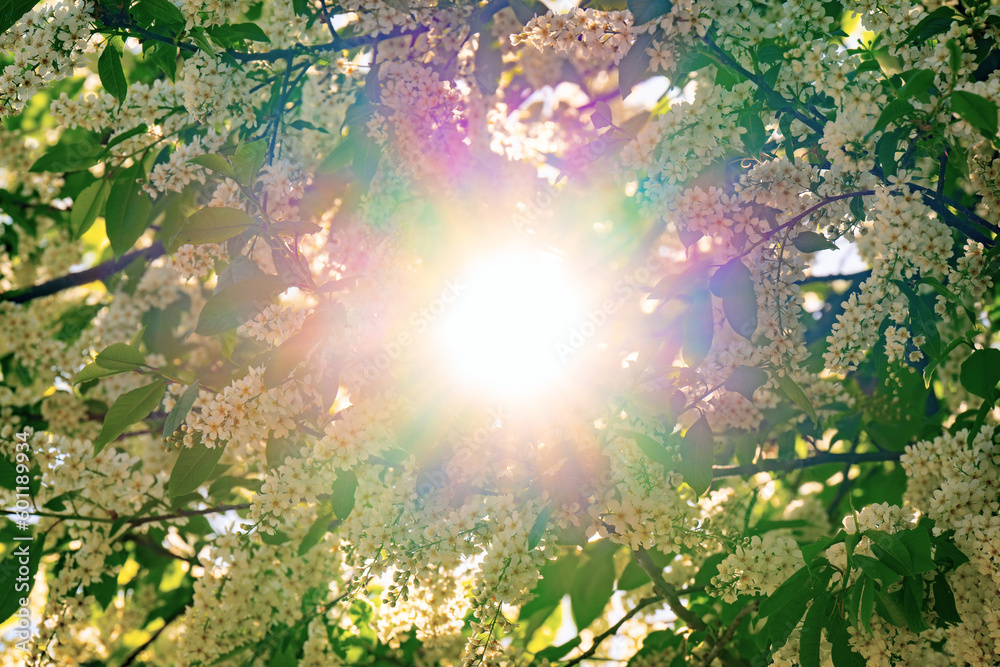 Obraz premium Sunlight in the branches of a tree
