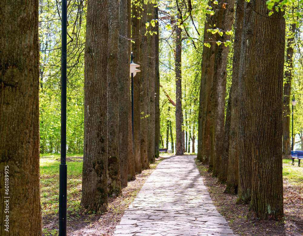 Fototapeta premium Tall tree trunks on the park alley